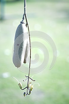 Kigelia africana or Sausage Tree