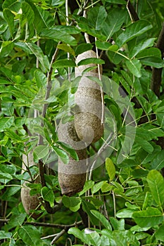 Kigelia africana (sausage tree, kigeli-keia, cucumber tree, Kunto Bimo, Pohon Sosis) fruit