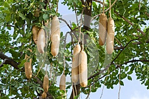Kigelia africana, sausage tree with ripening fruits