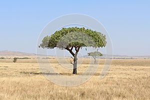 Kigelia Africana tree in Serengeti