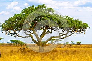 Kigelia, aka sausage tree, in dry savanna landscape, Serengeti National Park, Tanzania, Africa.