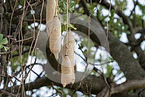 Kigelia, also known as a sausage tree. Very poisonous fruit grows and hangs from the branches