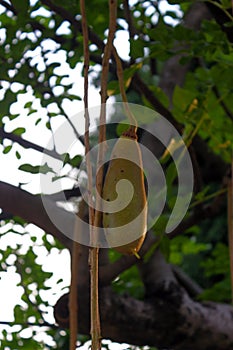 Kigelia fruit, commonly known as sausage tree of cucumber tree