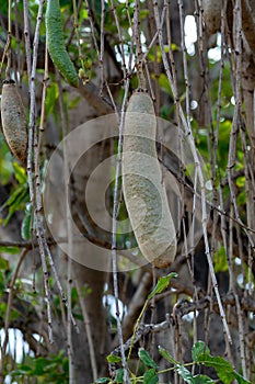 Kigelia pinnata or african sausage tree with not edible hanging fruits