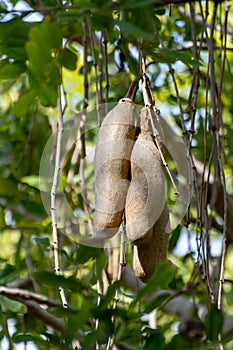 Kigelia pinnata or african sausage tree with not edible hanging fruits