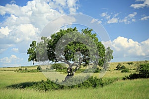 Kigelia pinnata tree