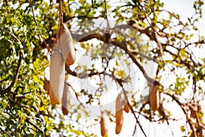 Kigelia or sausage tree fruits in Southern Africa