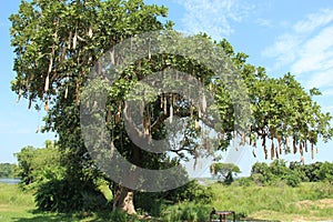 A Kigelia or sausage tree and its large fruit in the Murchison Falls National Park in Uganda