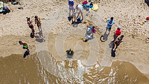 Aerial shot of a Kamaole III beach. People gather around green turtle taking sunbath