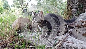 Kiiten garden playing