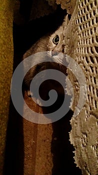 Kiity look into my eyes