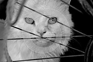 Kiki the cat with look