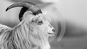 Kiko goat black and white portrait photo-image