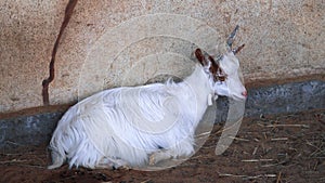 Kiko goat. Capra aegagrus hircus