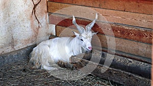 Kiko goat. Capra aegagrus hircus