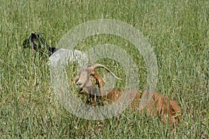 Kiko goatseating grass