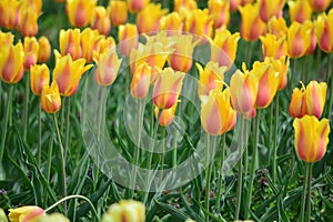 Kikomachi Tulips at Windmill Island Tulip Garden