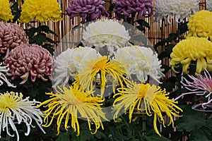 Kiku flower, Japanese Large-flowered chrysanthemum