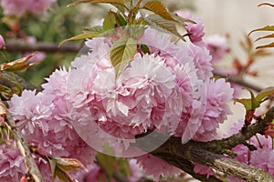 Kiku-shidare-zakura, Prunus serrulata