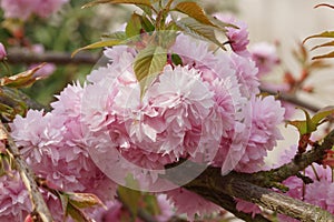 Kiku-shidare-zakura, Prunus serrulata photo
