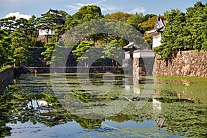 The Kikyo-bori moat overgrown with water plants around the Tokyo Imperial Palace. Tokyo. Japan photo