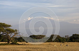 Kilamanjaro Kenia, Kilamanjaro Kenya