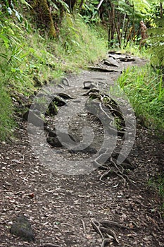 The Kilauea Iki Trail, a dirt path with tree roots and rocks strewn across in, lined with dense vegetation in Hawaii