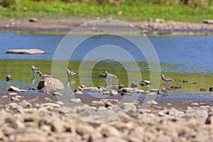 Kildeer    706593