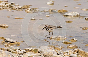 Kildeer Charadrius vociferus