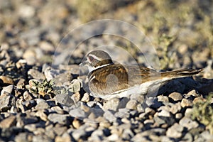 Kildeer, Charadrius vociferus