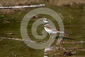 Kildeer, Charadrius vociferus