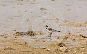 Kildeer Charadrius vociferus Wading In River