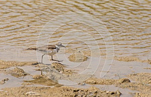 Kildeer Charadrius vociferus Wading In Shallows Along River