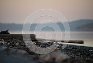 Kildeer among driftwood at sunrise