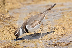 A kildeer getting micro organisms from mammoth springs Yellowstone National Park