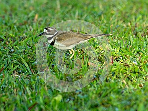 Kildeer in Grass