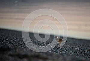 Kildeer on a gravel beach at sunrise