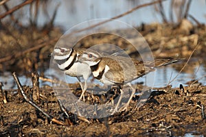 Kildeer Pair in the Field