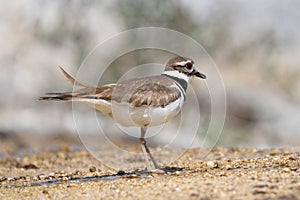 A kildeer side portrait in mammoth springs Yellowstone National Park
