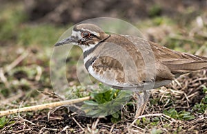 Kildeer in the spring - - a shorebird you see without going to the beach