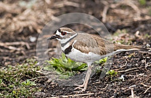 Kildeer in the spring - - a shorebird you see without going to the beach