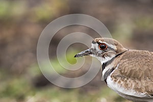 Kildeer in the spring - - a shorebird you see without going to the beach