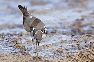 A kildeer stalking prey in mammoth springs Yellowstone National Park