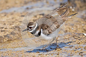 A kildeer taking a bath  from mammoth springs Yellowstone National Park