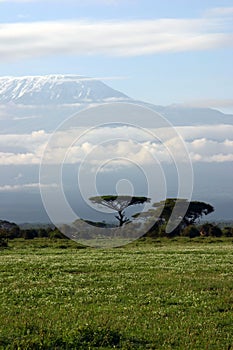 Kilimanjaro