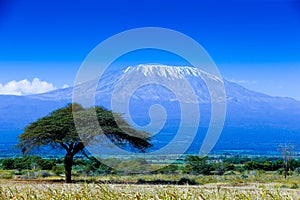 Kilimanjaro