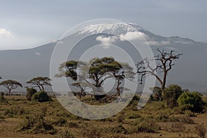 Kilimanjaro