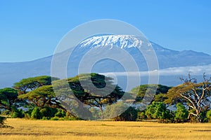 Kilimanjaro on african savannah