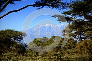 Kilimanjaro in Amboseli