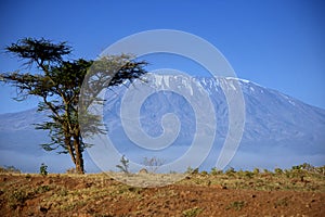 Kilimanjaro in Amboseli photo